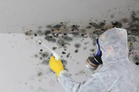 Best Basement Mold Removal in Nekoosa, WI